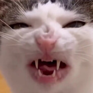 Поджелудочныйпот