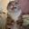 El Gato que le gusta cojer