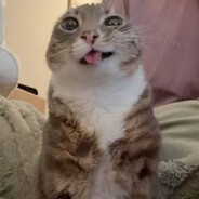 El Gato que le gusta cojer
