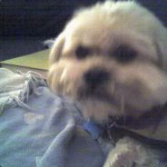 Rancid Poodle - steam id 76561197970944262