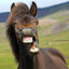 Horse-3