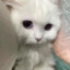 驾猪追飞机