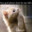 willd