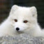 lucky-fox