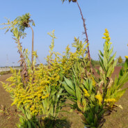 职业篮球两年半