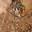 proboscis