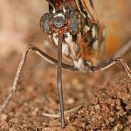 proboscis