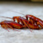 Roach Knight