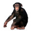 chimp