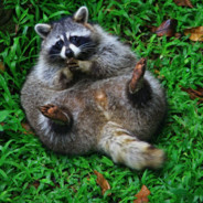 Doggercio