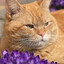 Cat in the flowers