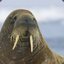 TheBetaWalrus