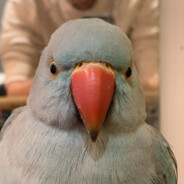 likilik