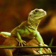 LZRD | megalodonAkyla812 - steam id 76561198791552942