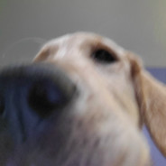 hector - steam id 76561197970923196