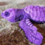 Purple Turtle