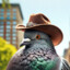 Pigeon