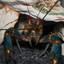 Yabby