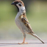 ТОНЕНЬКЕ_ПУЗАТЕ