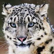 芝士雪豹本人(恩师丁真)