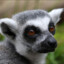 Comte Lemur