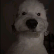 d@vid avatar