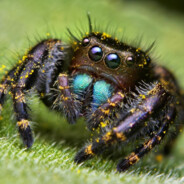 unknown spider - steam id 76561199156181460