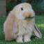 im bunny btw :3