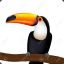 Just a Toucan