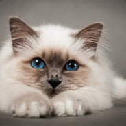 сопля жирафа