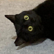 Felis Silvestris