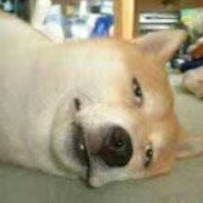 小狗放个屁竟然