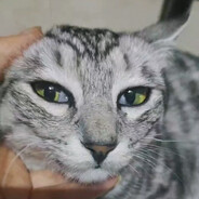胡里马哈