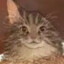 BUGCAT