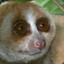 SlowLoris