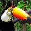 Mesiour Toucan