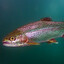 Trout
