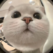 别碰我的丸子头