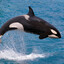 KILLERWHALE