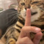 乌鸡