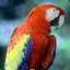 CologneParrot