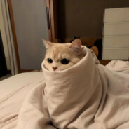 叫我龙傲天就好了