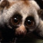 Slow Loris