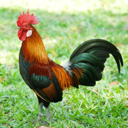 卞と丹几句勹丹丨㇋