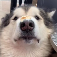 it's purring, it's purring