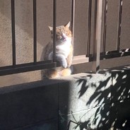 发送blingbling冲击波