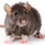 Ratthew