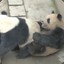 Sexueller Belästigungs Panda