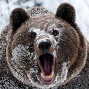 [BEAR] Медведь Шаман