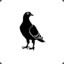 Grey_Pigeon